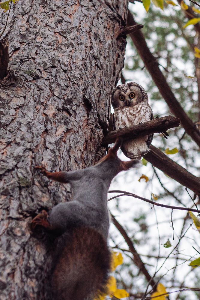 Photograph by Татьяна Ровенская