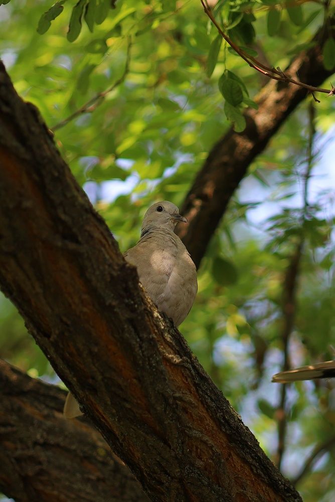 Фотография автора Мария Стратан