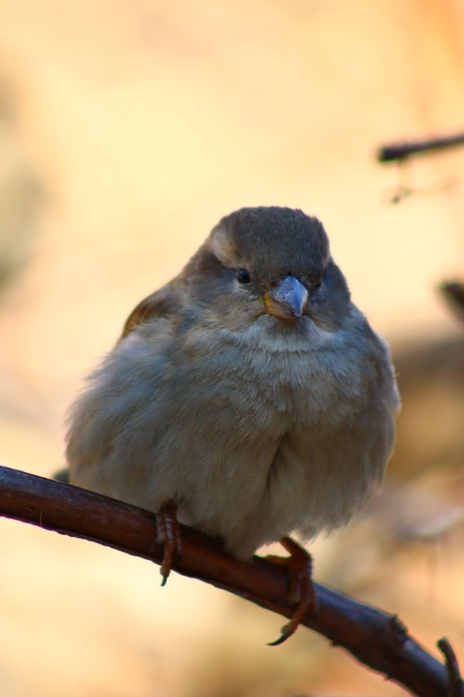 Photograph by Светлана Шуткова