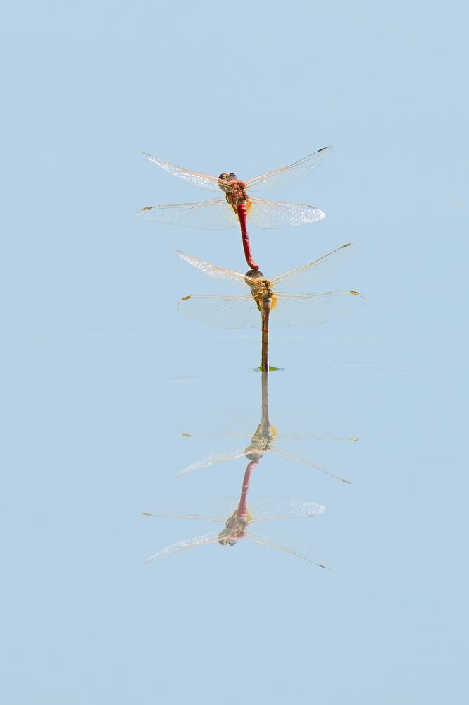 Photograph by Soheil Shahbazi