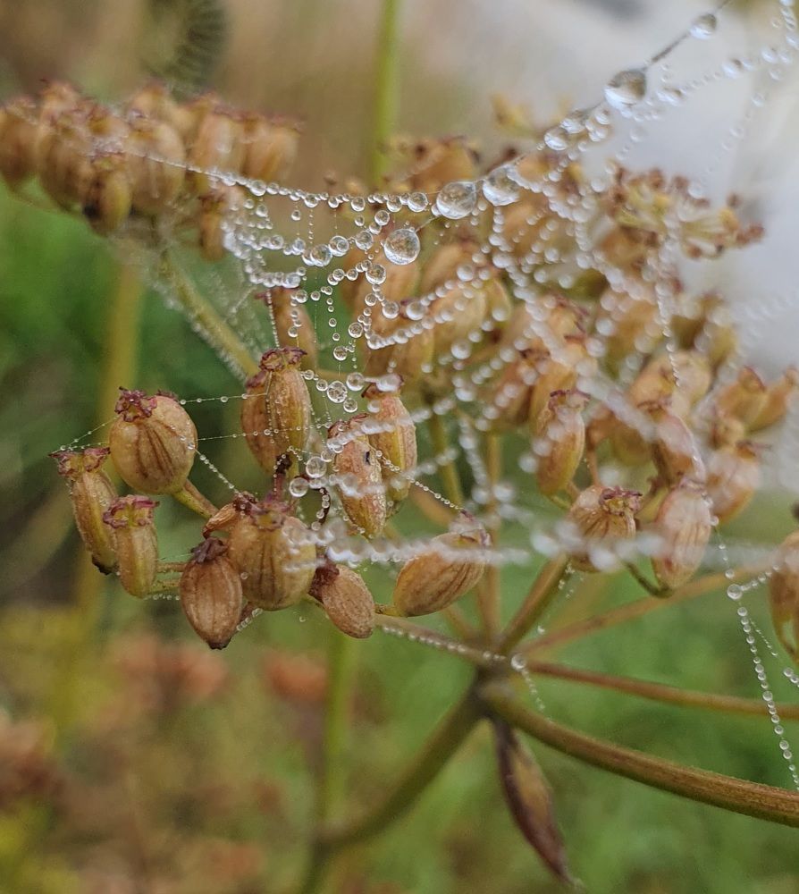 Photograph by Жанна Регор