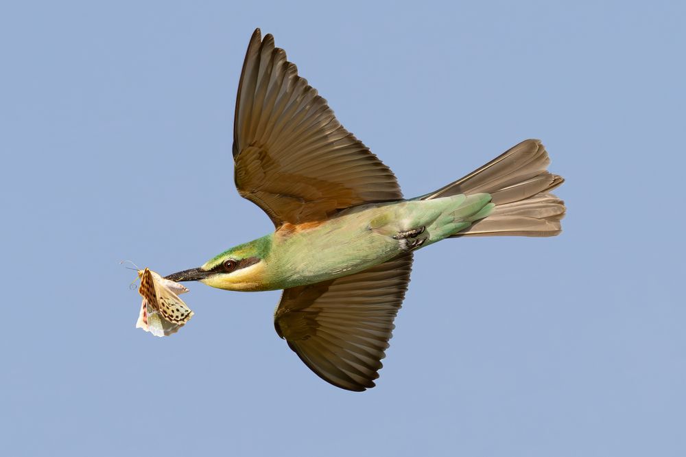 Photograph by Soheil Shahbazi