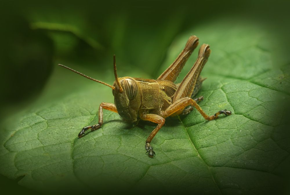Фотография автора Vakhtangi Janjgava