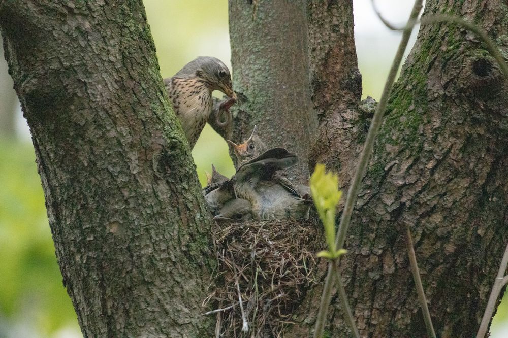 Photograph by Daria Drynochkina