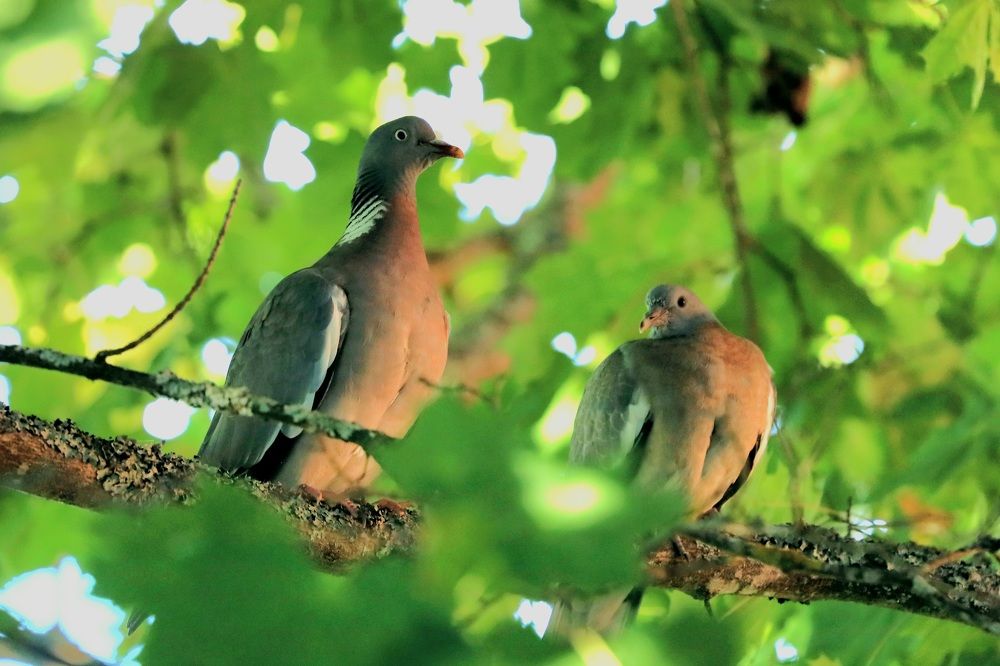 Photograph by Елена Шавшина