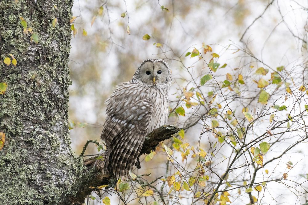 Photograph by Максим Рати
