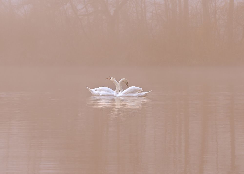 Photograph by LYUDMYLA POKRYSHEN