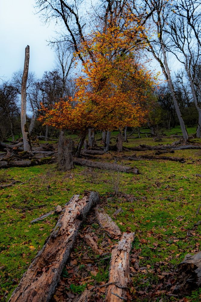 Фотография автора Amir Mardani