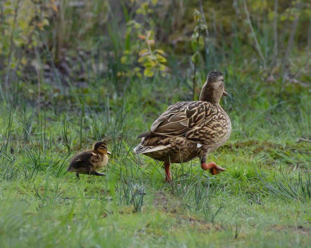 Photograph by LYUDMYLA POKRYSHEN