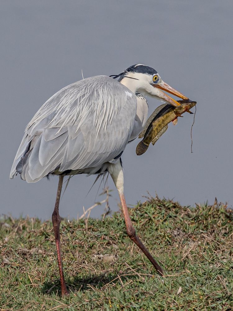 Фотография автора Pradeep Plaha