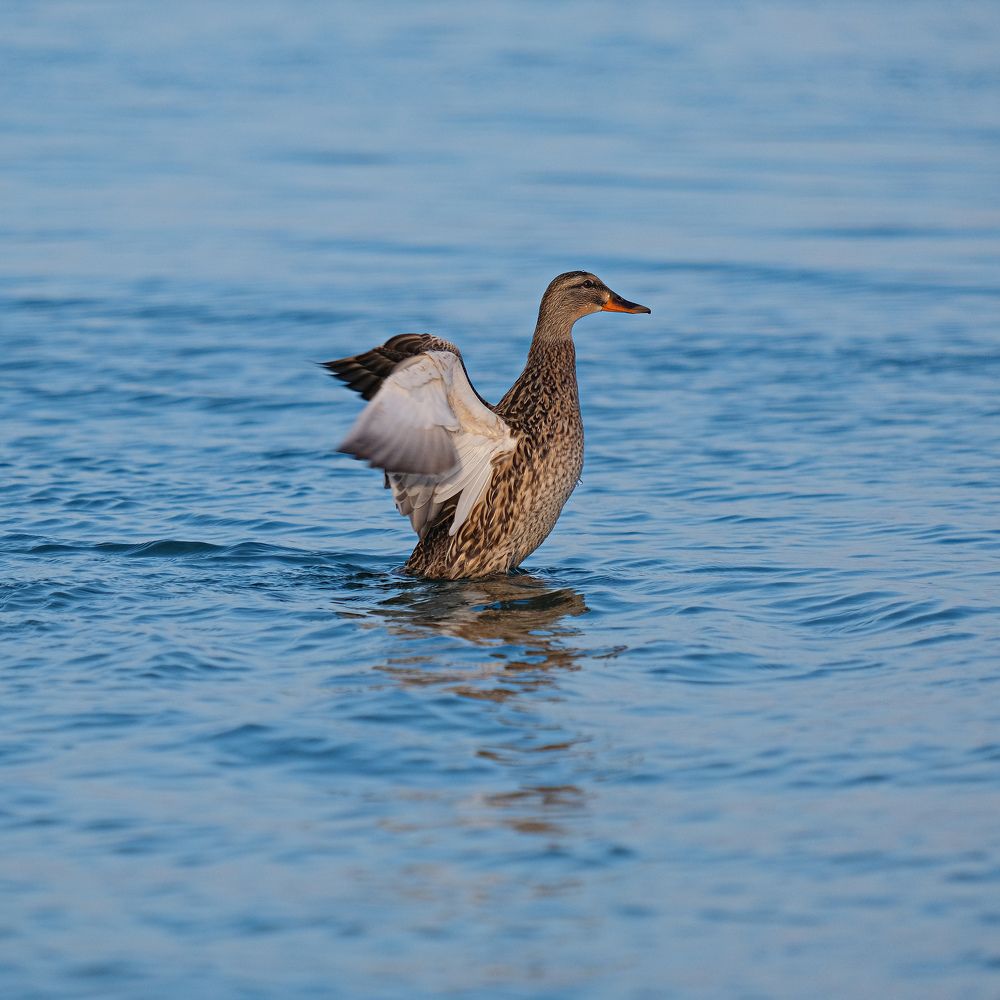 Photograph by Татьяна Глебова