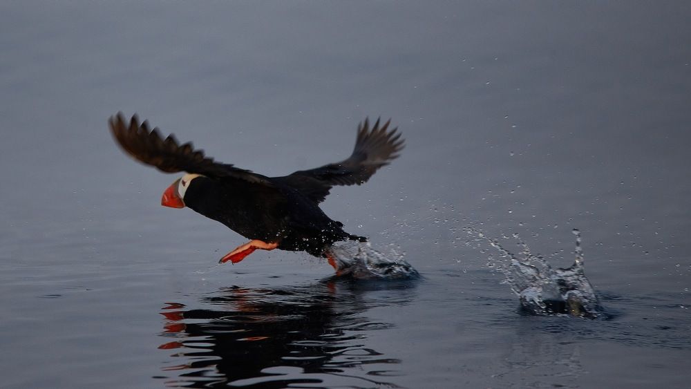 Фотография автора Boris Konovalov