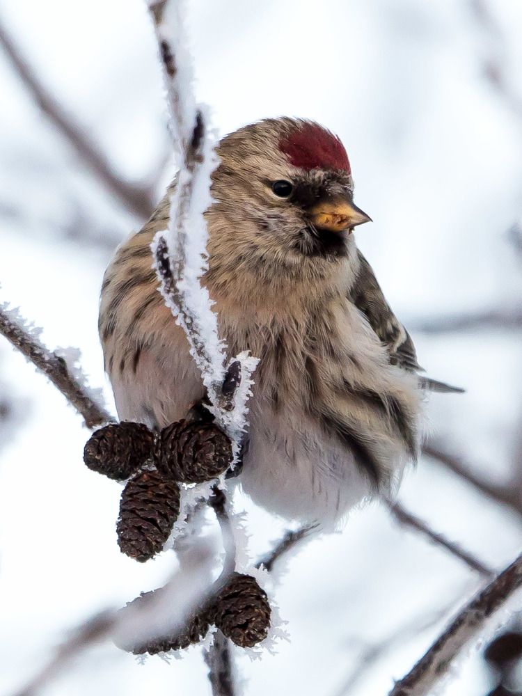 Photograph by Максим Фролов