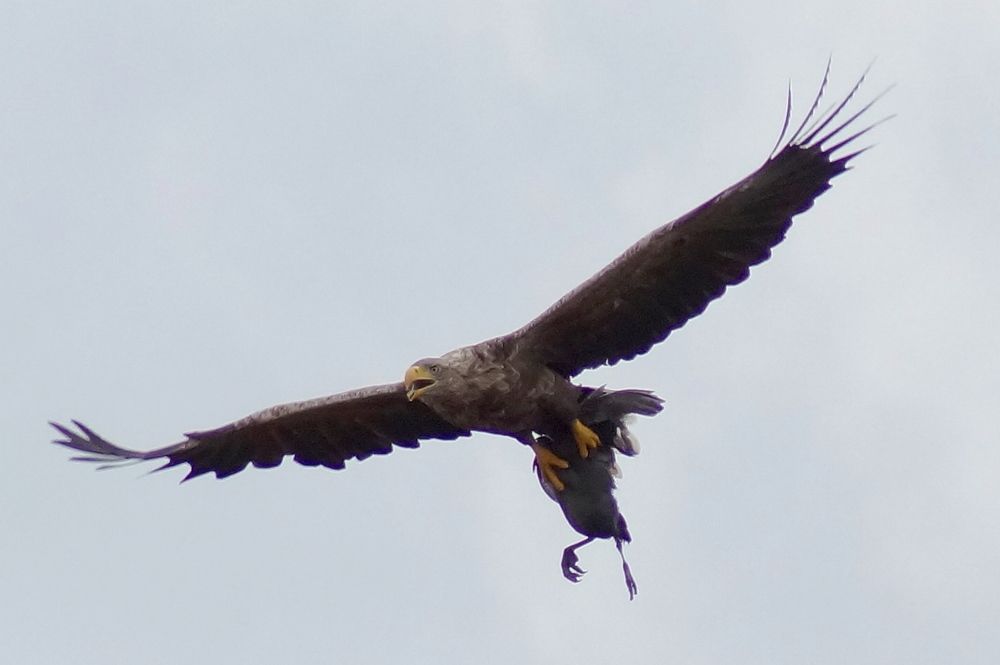 Удачная охота.