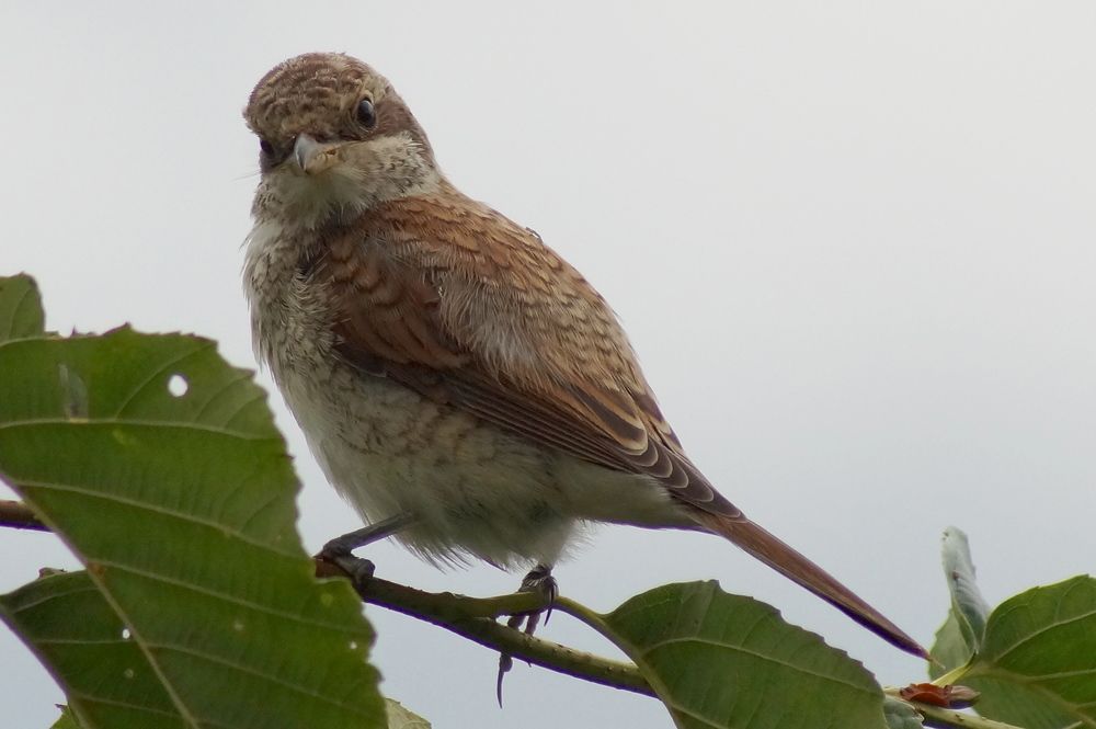 Фотография автора Jevgeni Filimonov