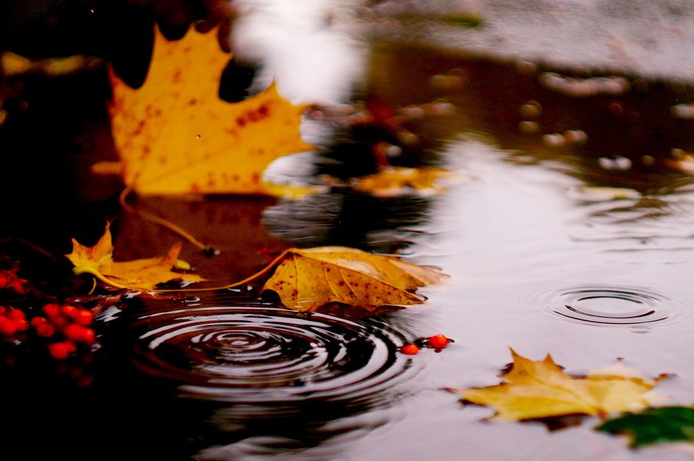 Фотография автора Jevgeni Filimonov