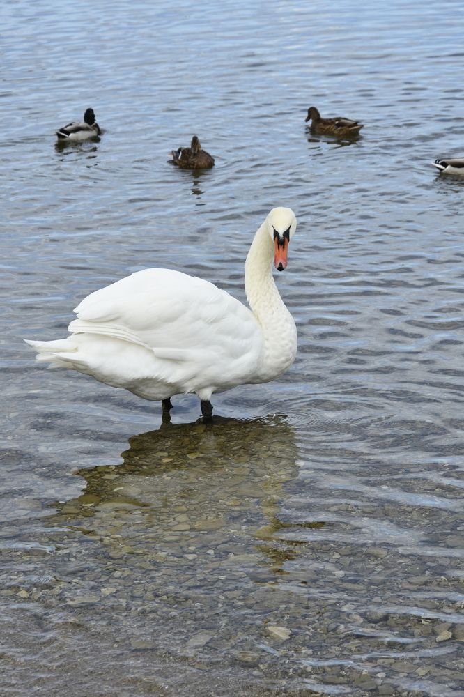 Photograph by Юлия Ю.