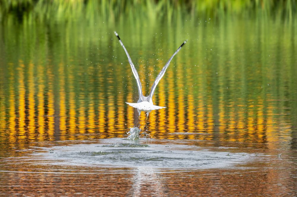 Photograph by Алексей Горин