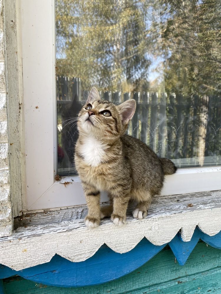 Само очарование