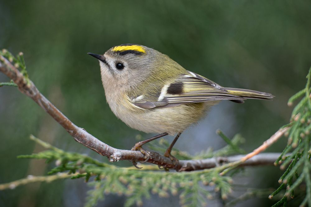 Желтоголовый королёк