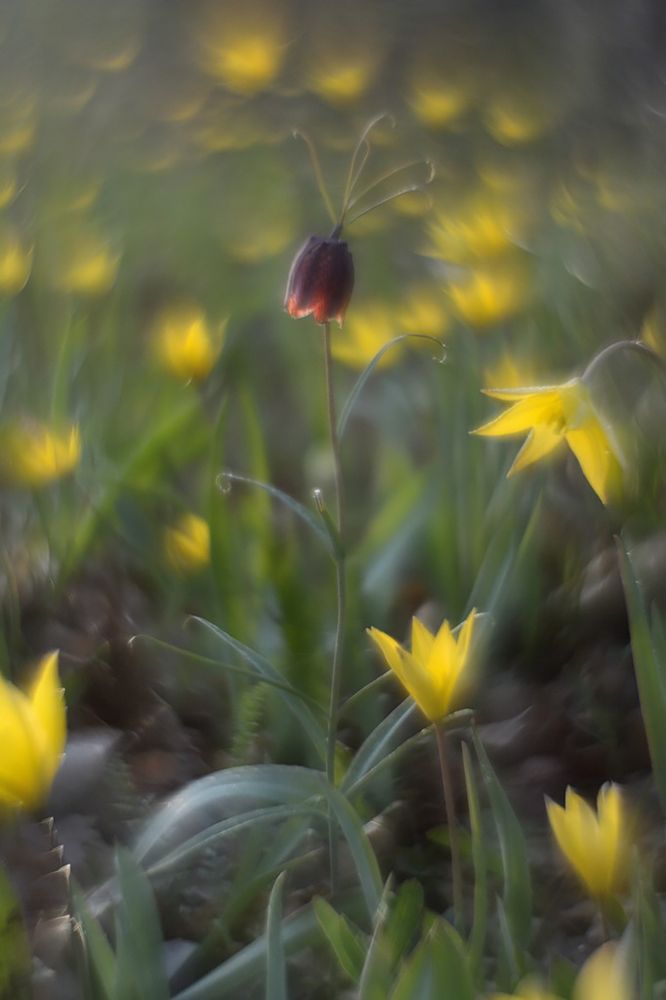 Photograph by Вадим Качанов