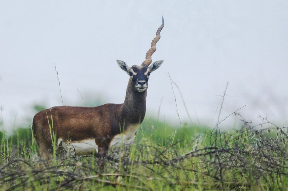 Photograph by prabhakar Gujjarappa