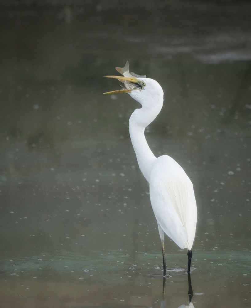 Photograph by prabhakar Gujjarappa