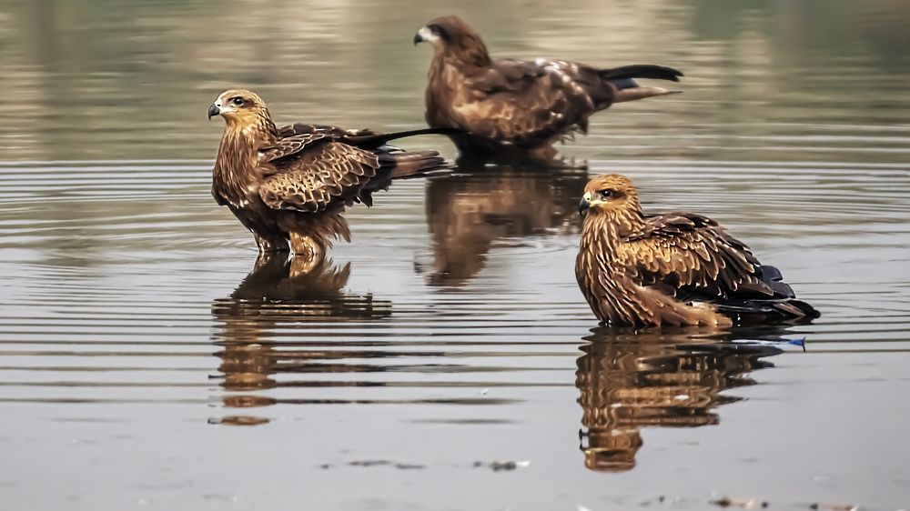 Фотография автора savitri Rawat