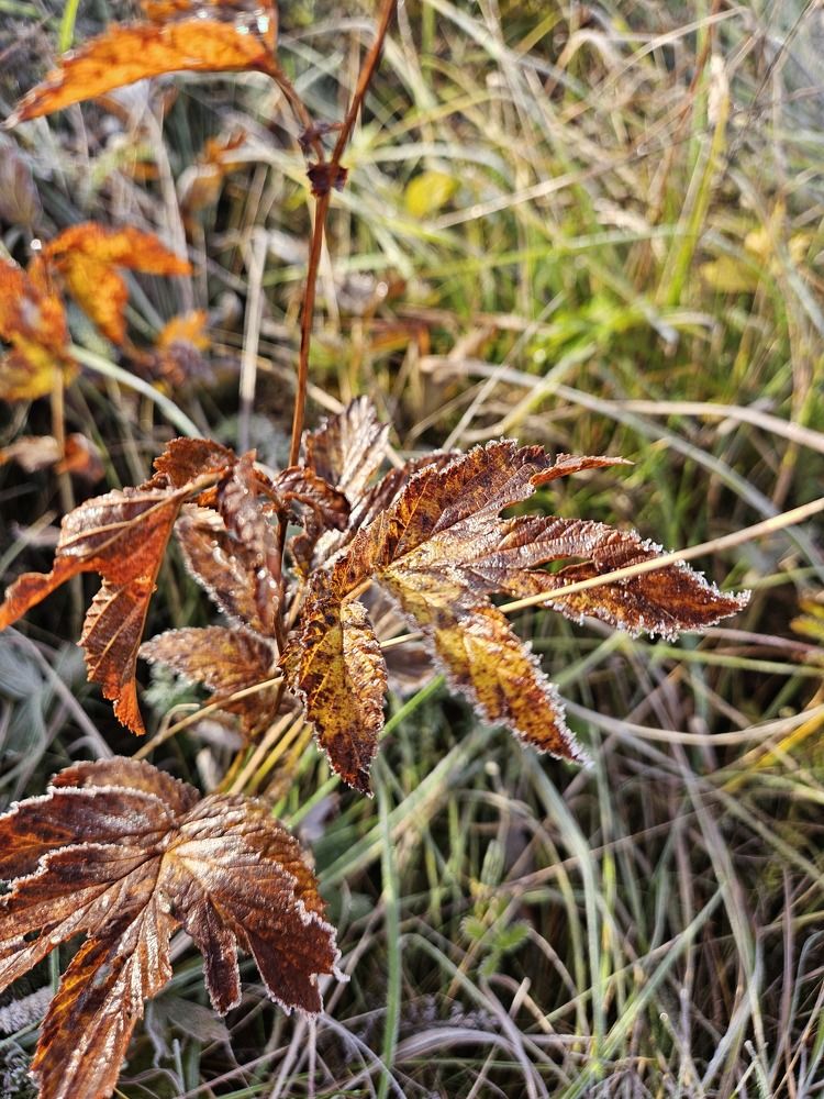 Photograph by Эльвира