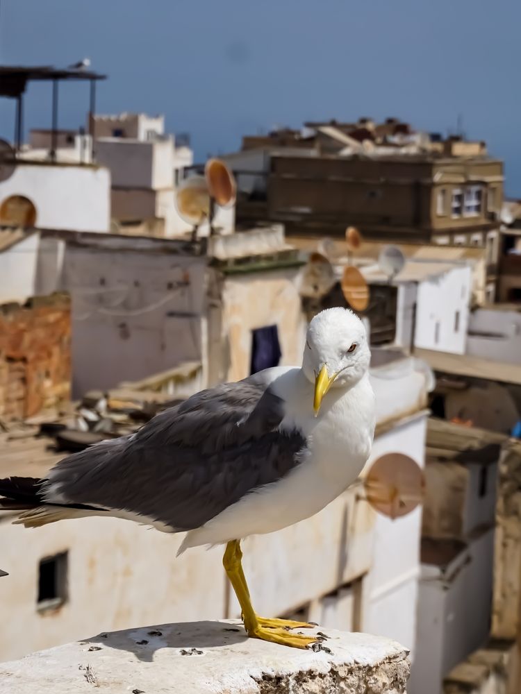Фотография автора meciad mohamed amir eddine