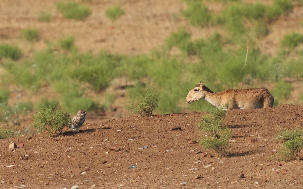 Сайгак и сыч. Встреча