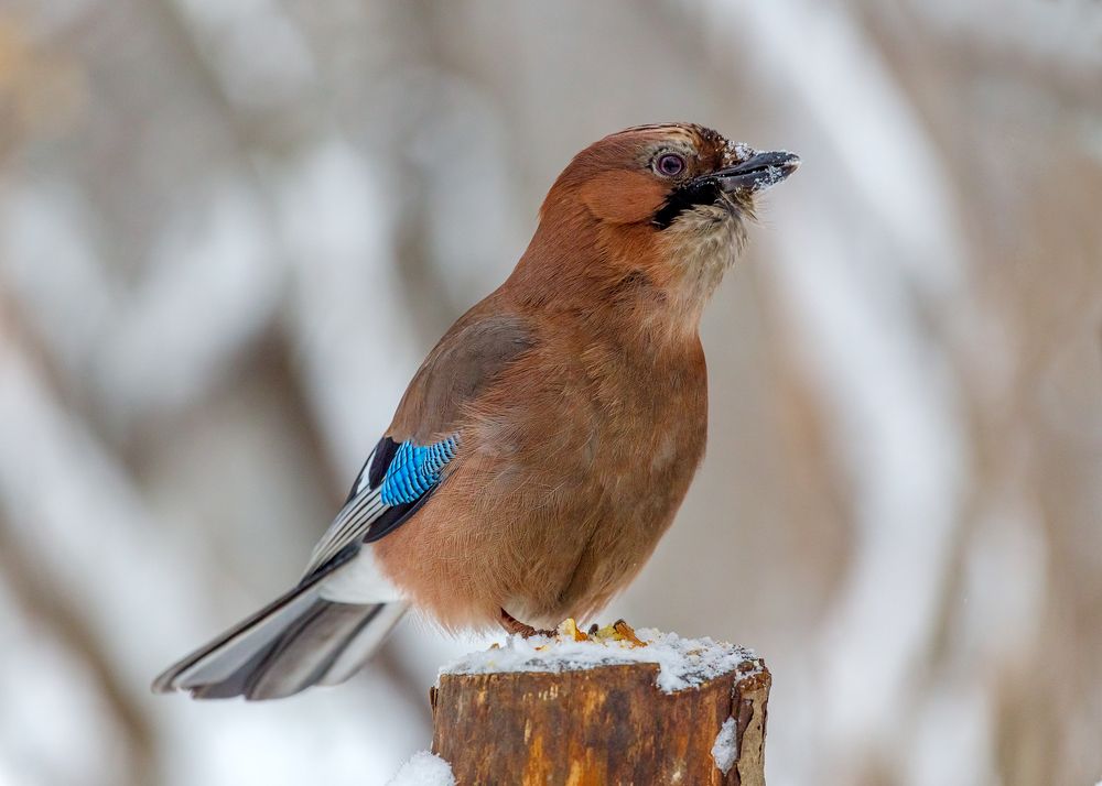 Photograph by Сергей Алексеев