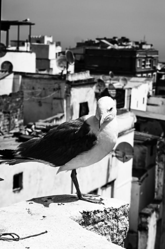 Фотография автора meciad mohamed amir eddine