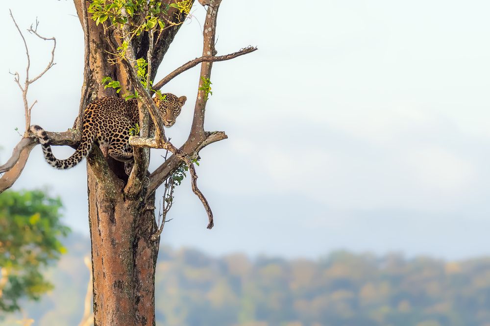 Фотография автора Sajeev Krishnan