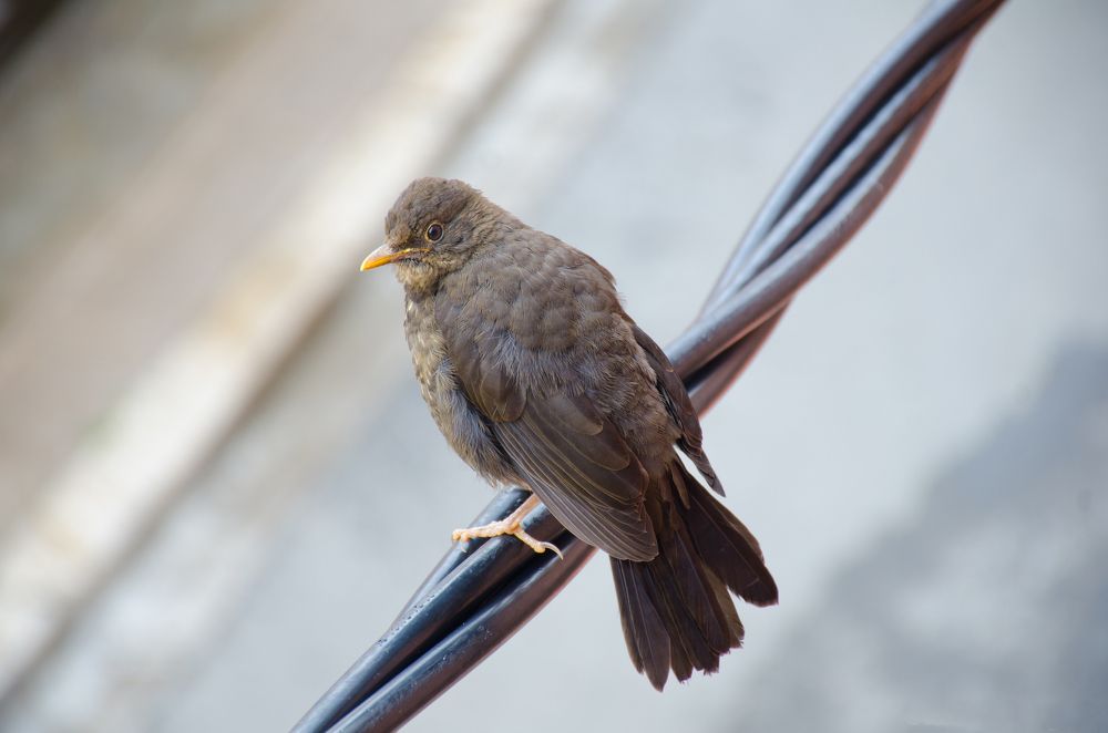 Фотография автора Said Yasser Ale Salinas