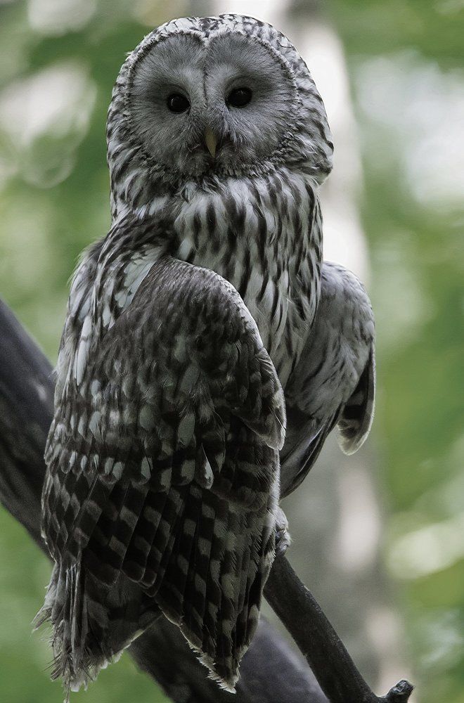 Хозяйка ночного леса