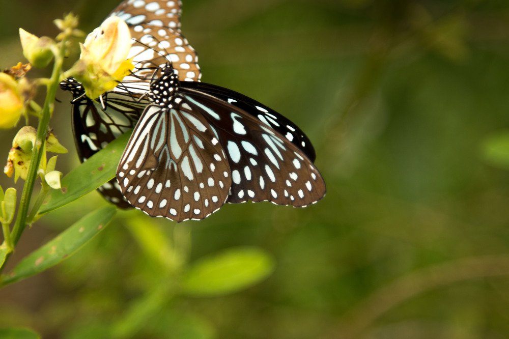 Indian Butterfly
