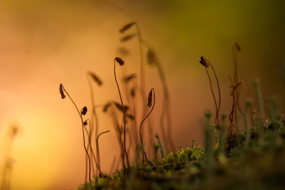 Лесные фантазии