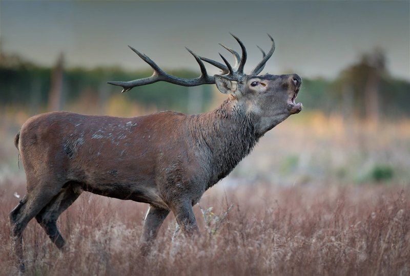 List of the 50 best photographers in Serbia