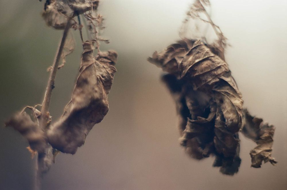 Макро-осень