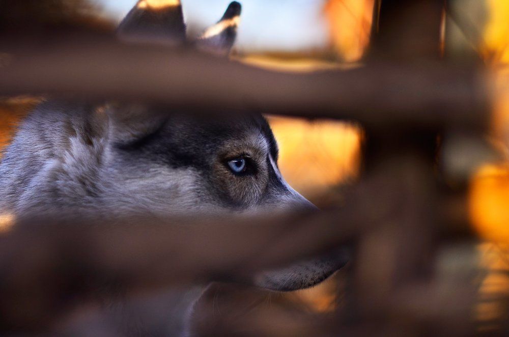Свобода взаперти