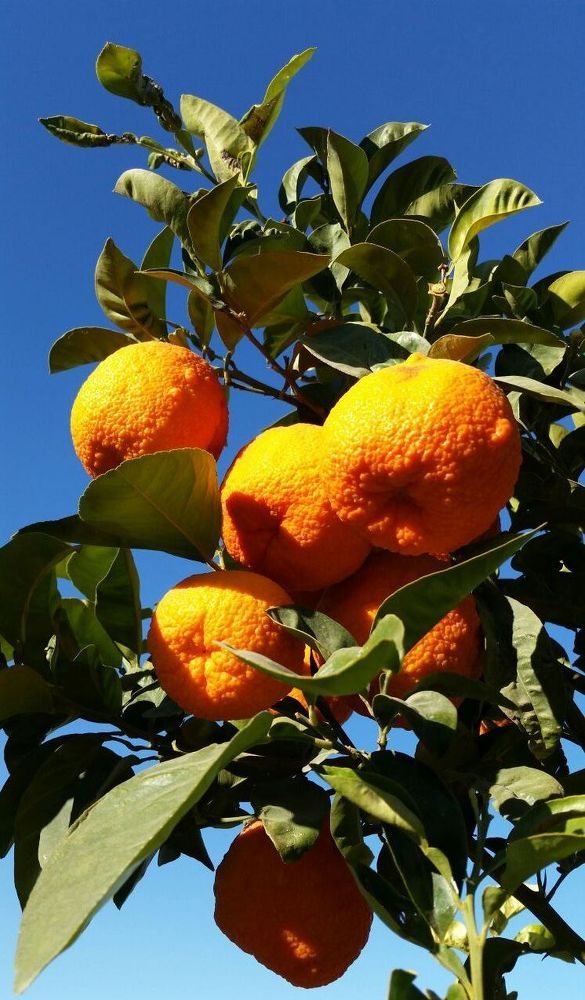 Алжирские апельсины и небо