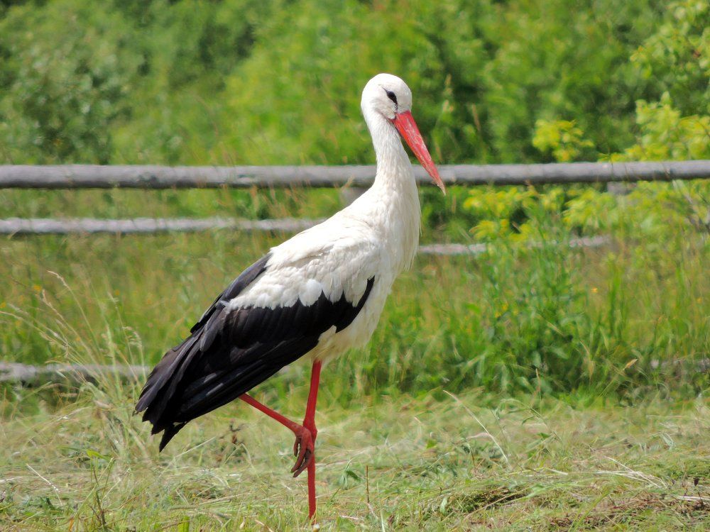 Аист.