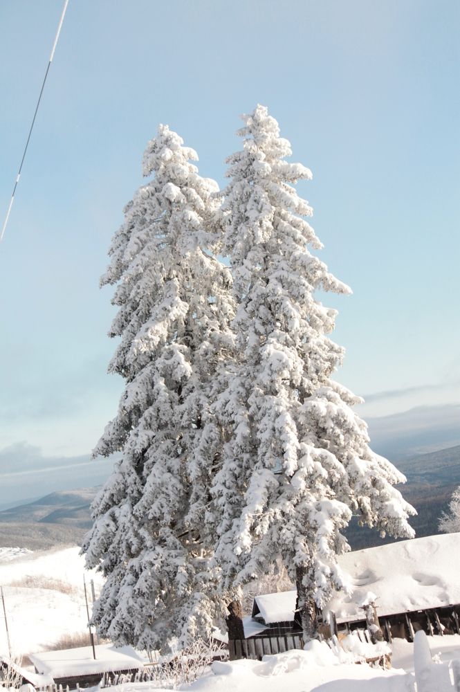 Уральская сосна