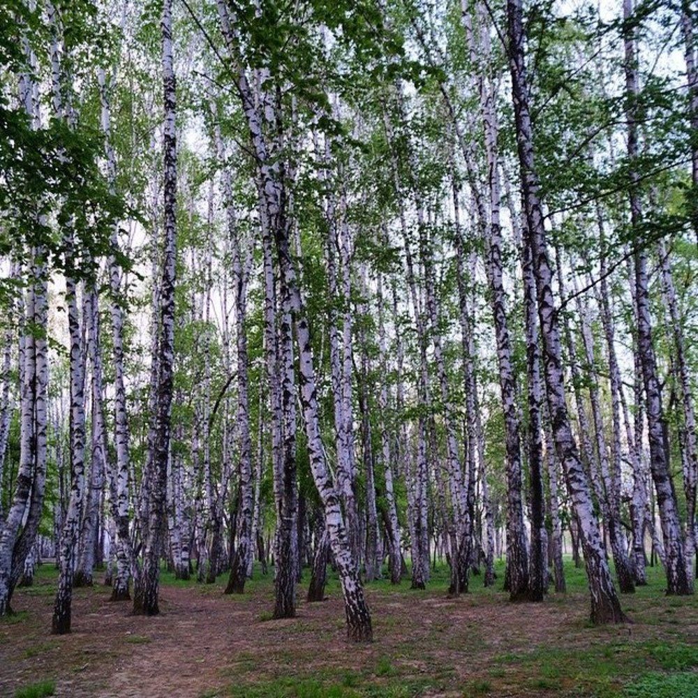 Русские красавицы