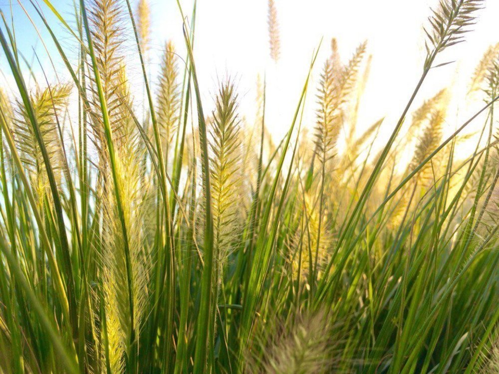 Лучи в траве