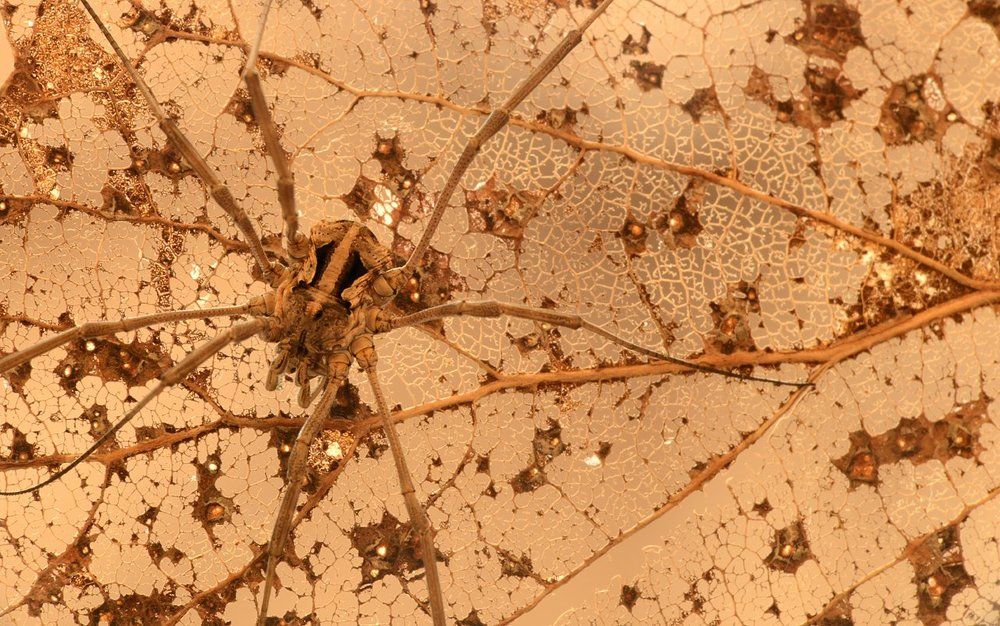 Замаскировался