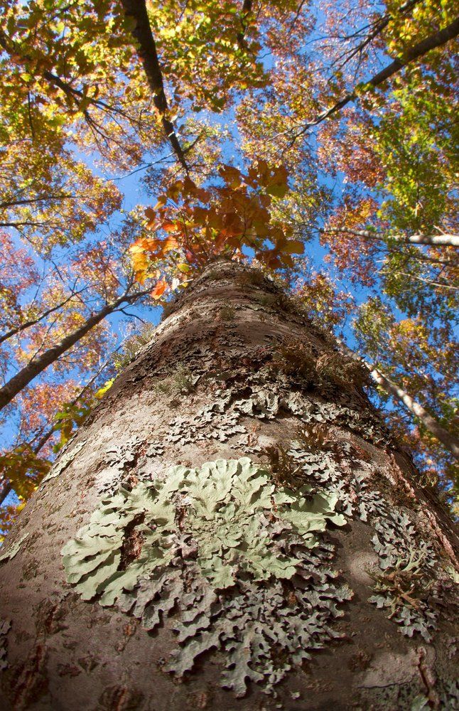 Цветы на стволе.