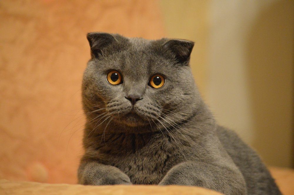 В доме, где есть кошка, других украшений не нужно.