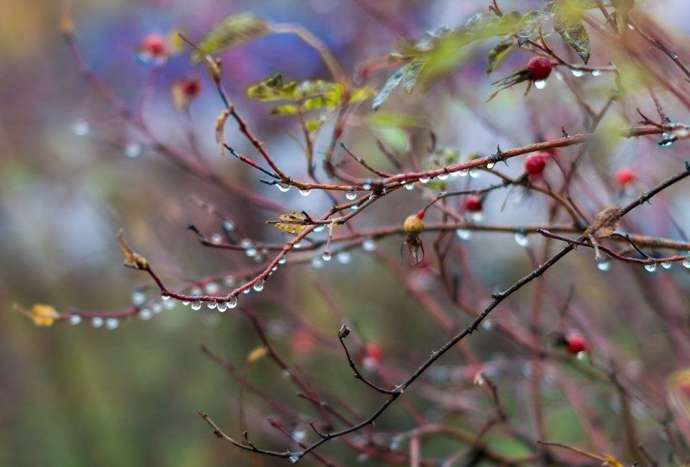 После дождя. Гирлянды.